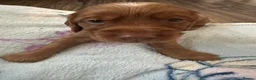 Cocker Spaniel dogs for sale: top class red cockers ready to leave now  - Advert 32