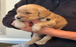 Cockapoo dogs for sale: Beautiful Golden Cockerpoo Puppies 2 Girl & 4 Boy - Image 7