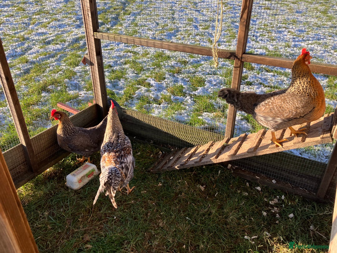 Hens poultry for sale: Trio of cream legbar for sale - Advert 1