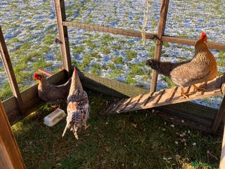 Hens poultry Trio of cream legbar for sale - Advert 1