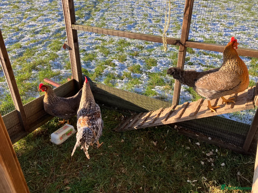 Hens poultry for sale: Trio of cream legbar for sale - Advert 1