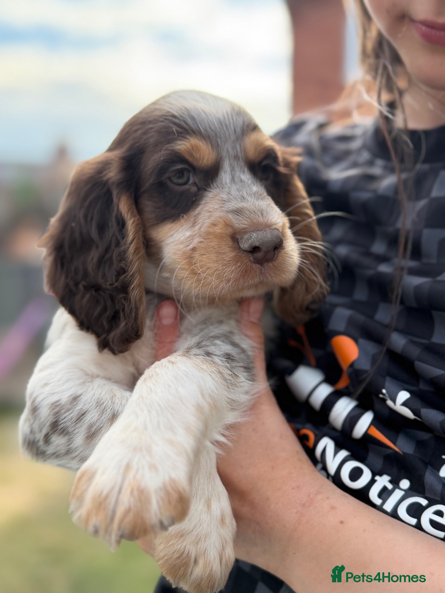 Sprocker dogs 🐾last four Sprocker puppies READY FROM THURSDAY🐾 - Advert 7