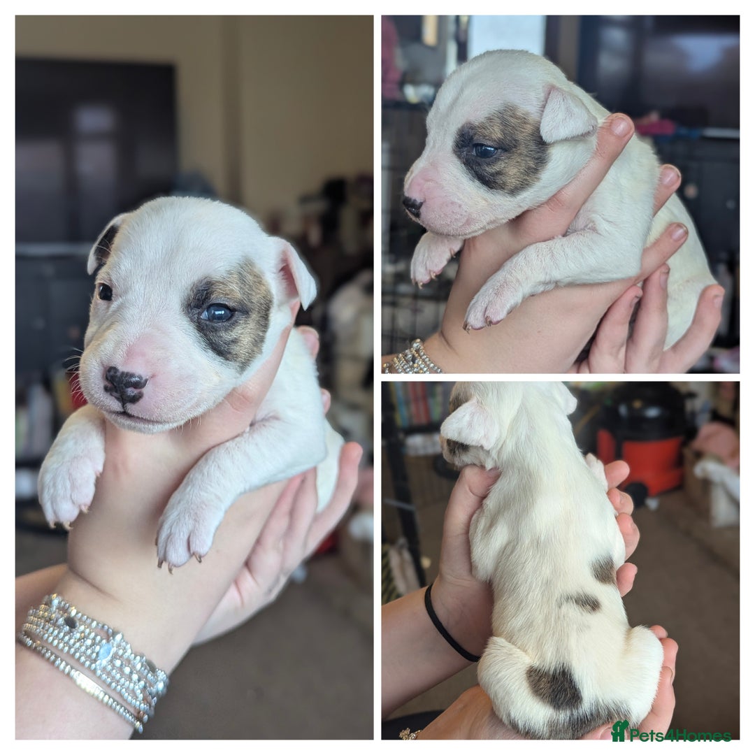 English Bull Terrier dogs for sale: 7 gorgeous EBT x puppies - Advert 3