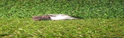 Rat rodents for sale: DWARF RATS - Advert 13