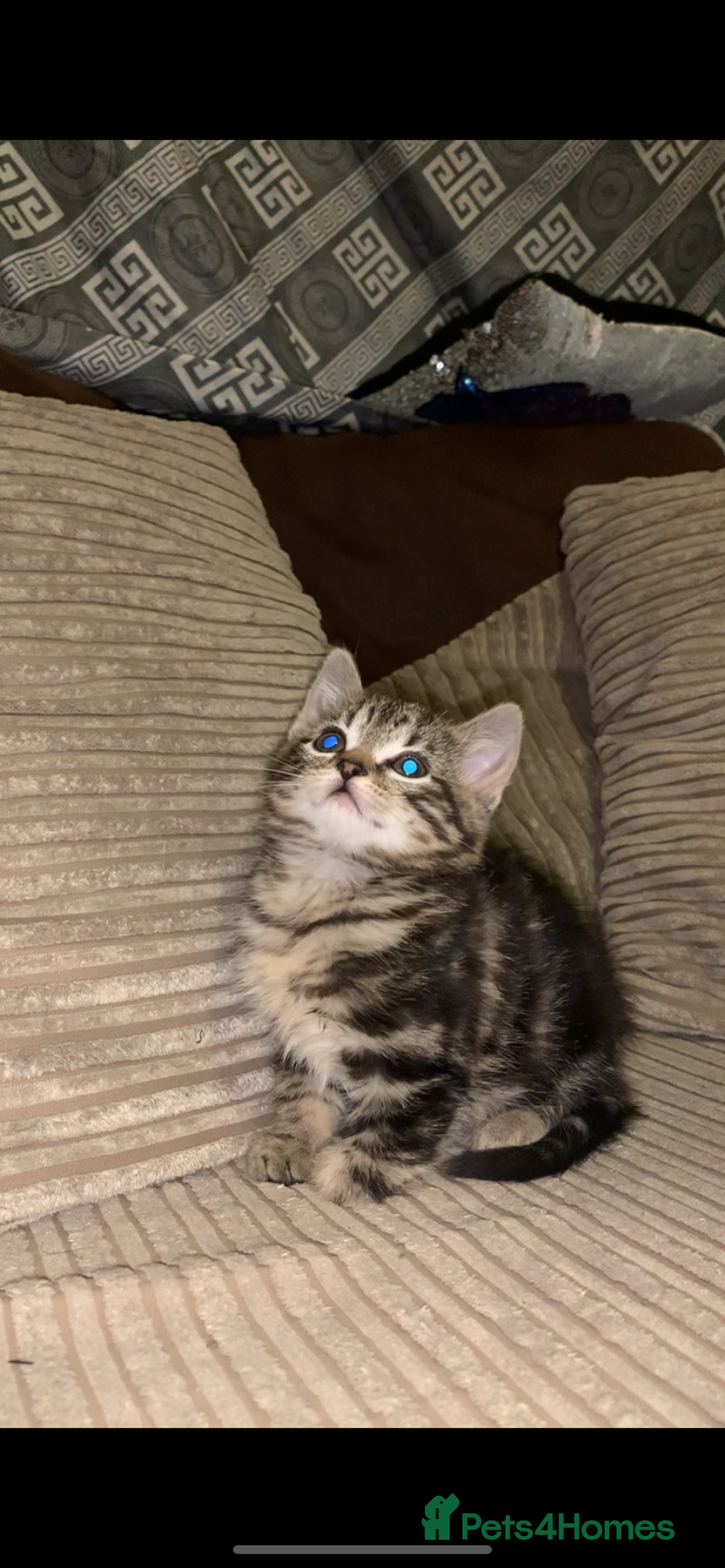 British Shorthair cats for sale: Stripy British Shorthair kitten - Advert 4