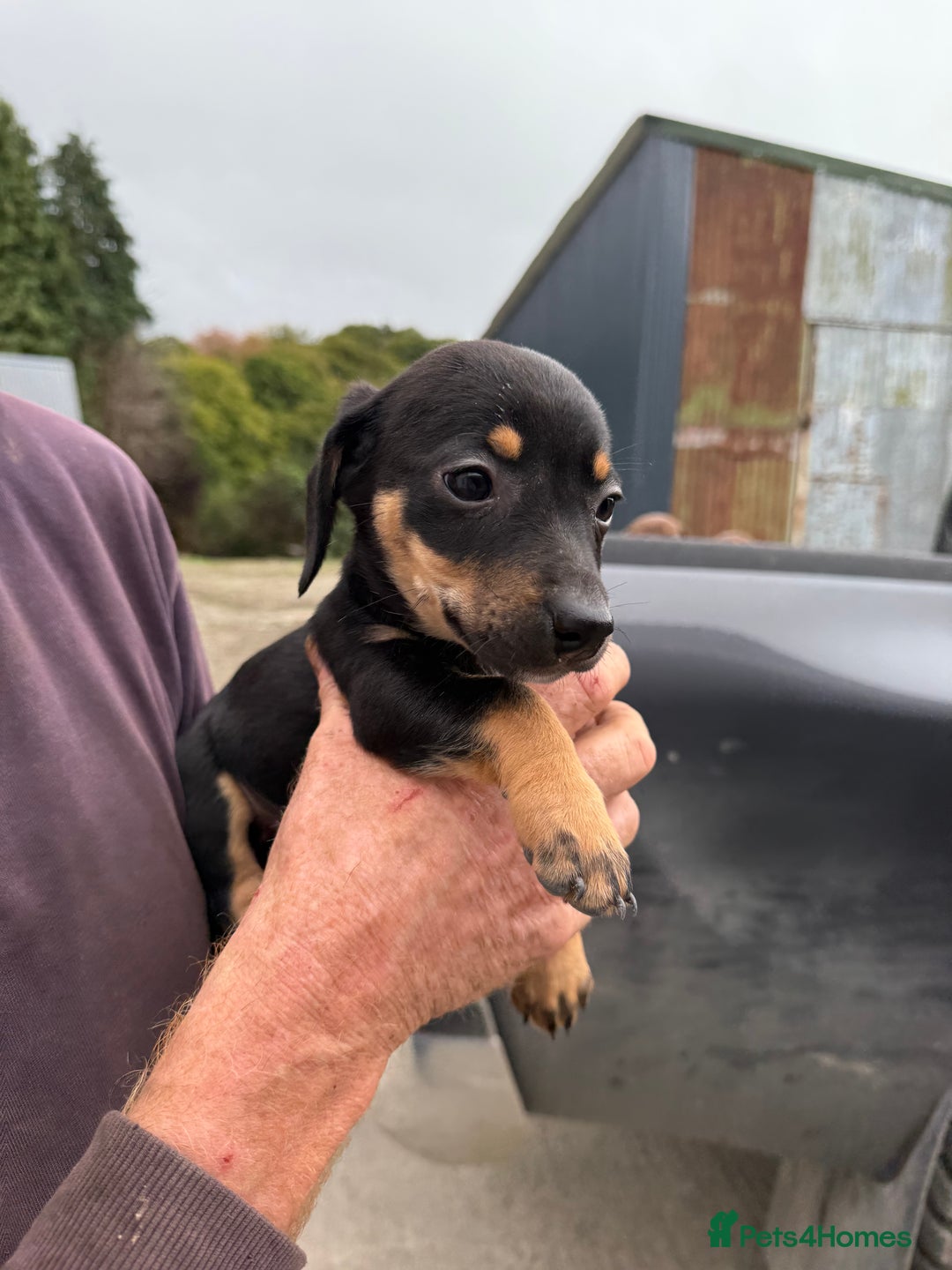 Mixed Breed dogs for sale: Dachshund x border collie - Image 12