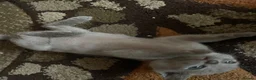 Burmese cats for sale: My little Blue darlings. G c c f  - Advert 5