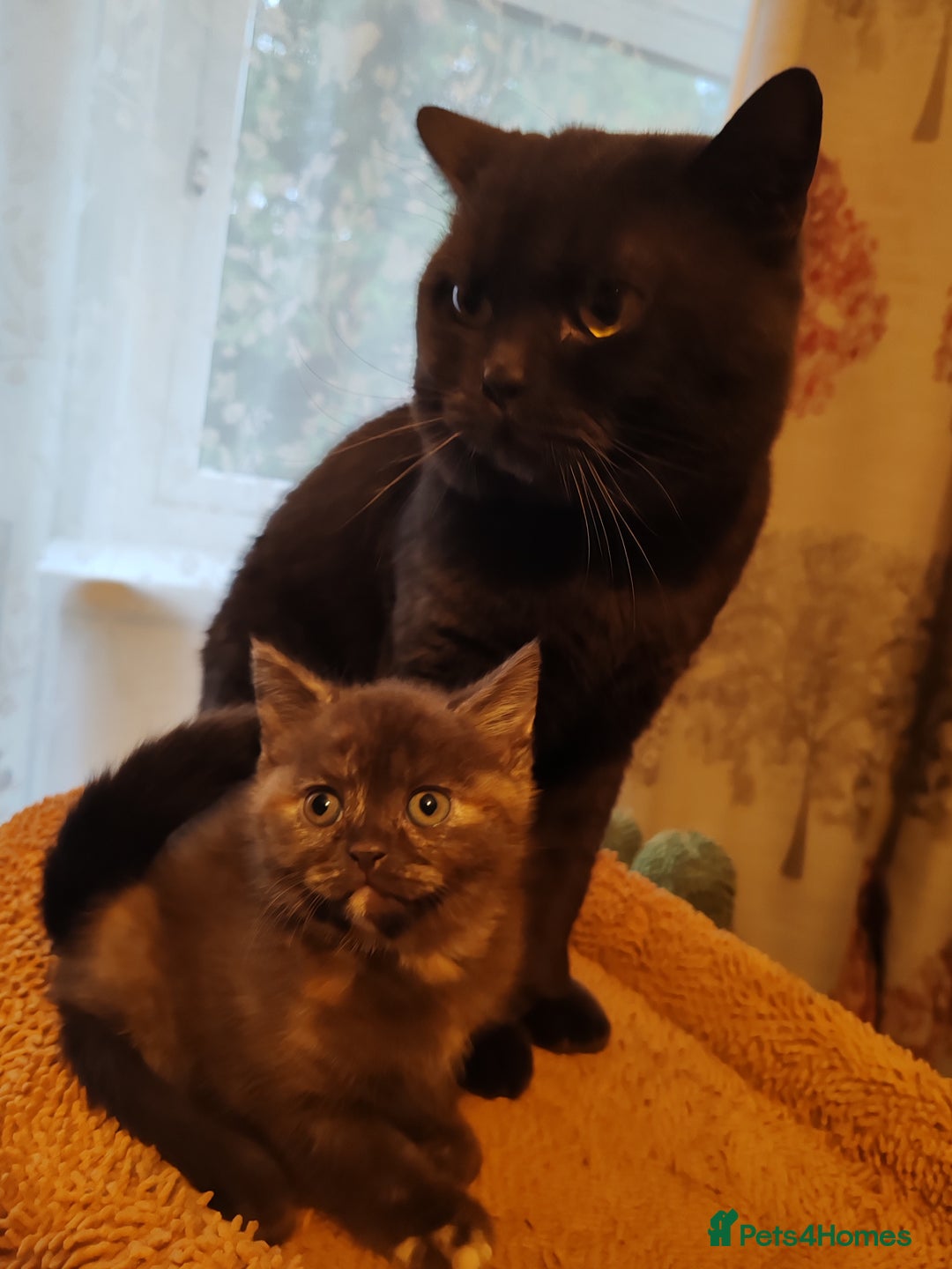 British Shorthair cats for sale: British shorthair kittens  - Image 13