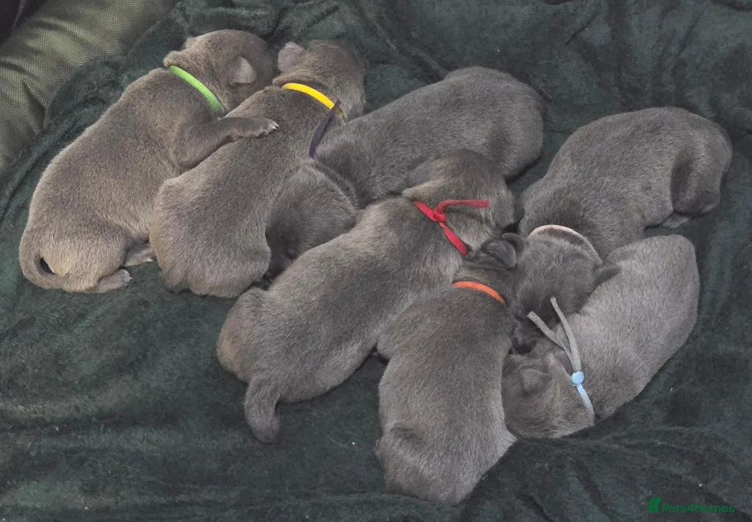 Staffordshire Bull Terrier dogs for sale: Blue and White staffy pups for sale in Salford - Advert 40