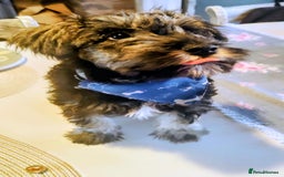 Miniature Schnauzer dogs for sale: Forever Homes Wanted: 2 Schnauzer Boys 🐶 - Image 15
