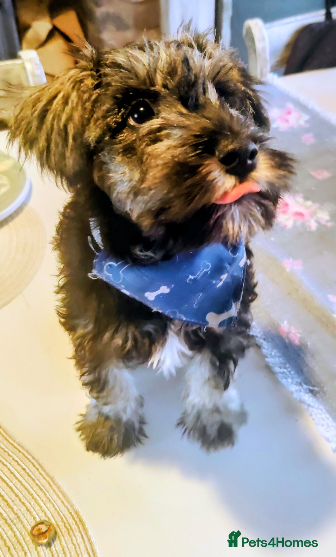 Miniature Schnauzer dogs for sale: Forever Homes Wanted: 2 Schnauzer Boys 🐶 - Image 15