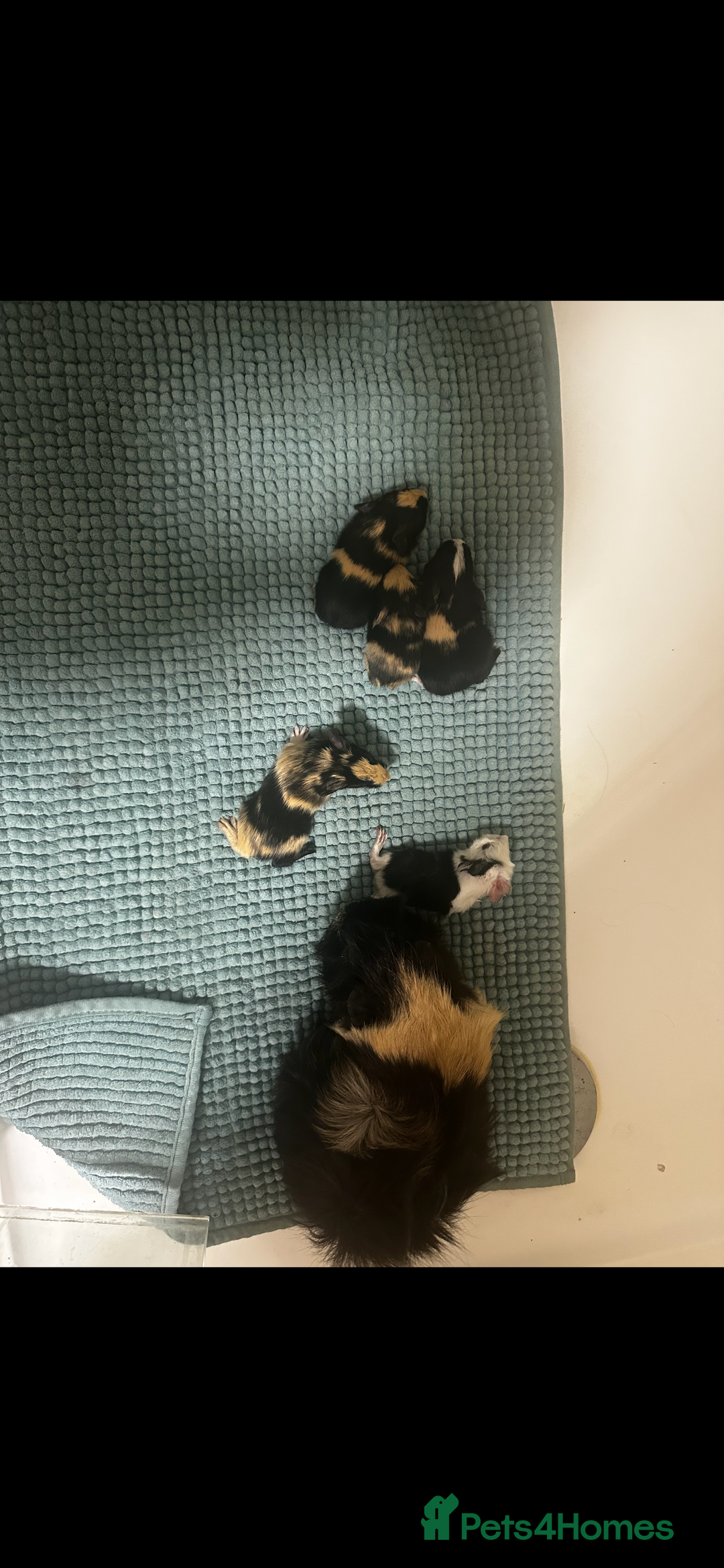 Guinea Pig rodents for sale: Baby guinea pigs  - Advert 2