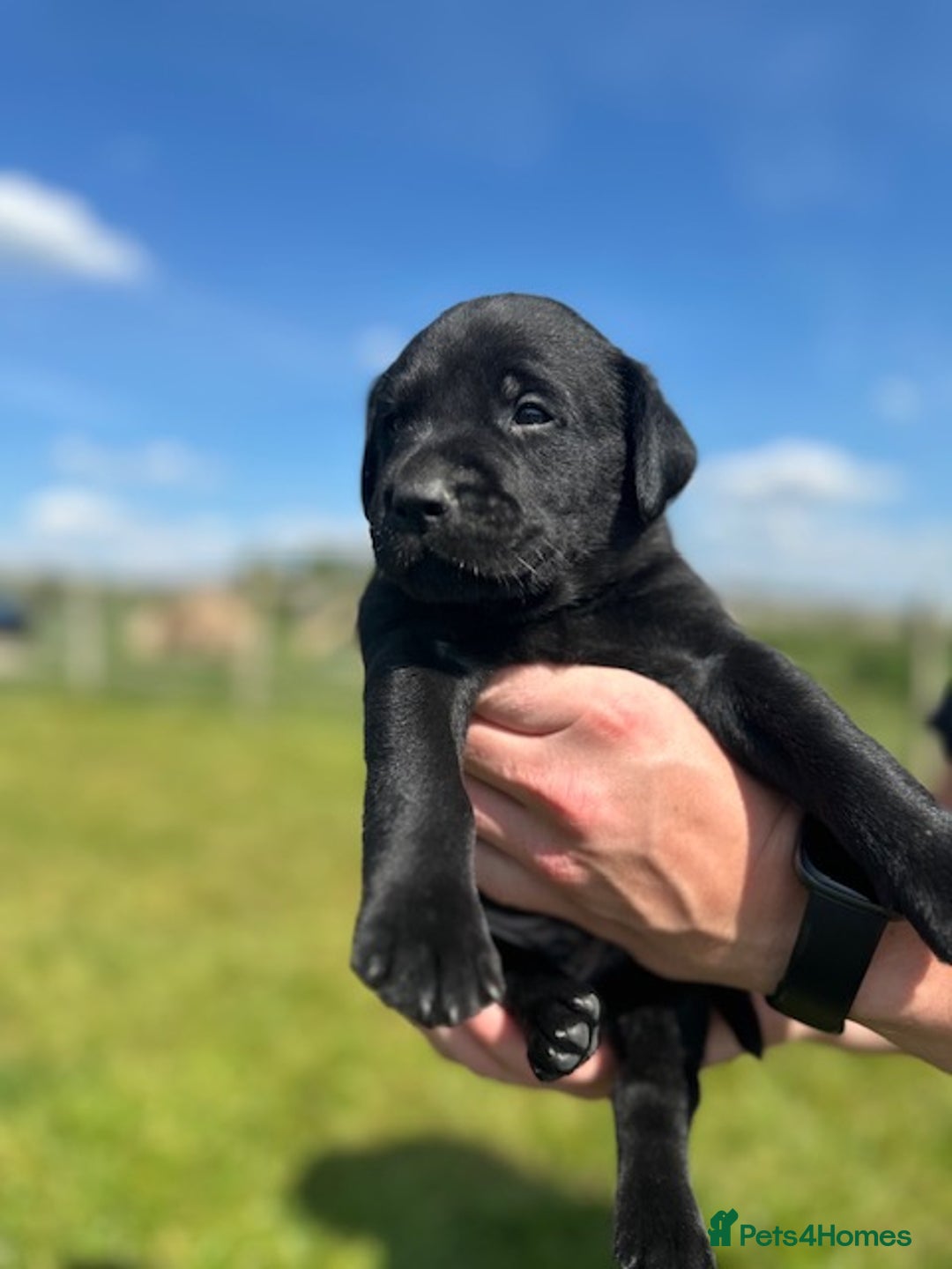 Lab Puppies Pure Labrador Puppy Breed All Black Lab English