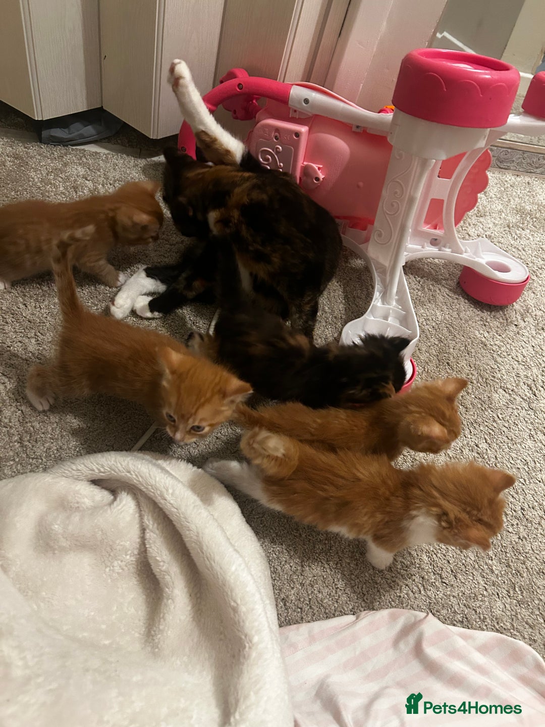 Mixed Breed cats for sale: 8 week old kittens ready for forever home - Advert 6