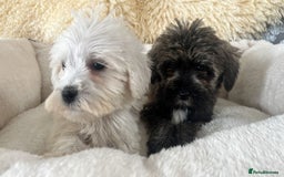Mixed Breed dogs for sale: Schnoodle puppies for sale  - Image 14