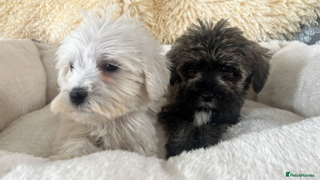 Mixed Breed dogs for sale: Schnoodle puppies for sale  - Image 14