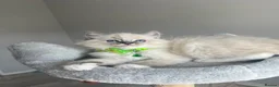 Ragdoll cats for sale: GCCF ragdoll kittens for sale - Advert 22