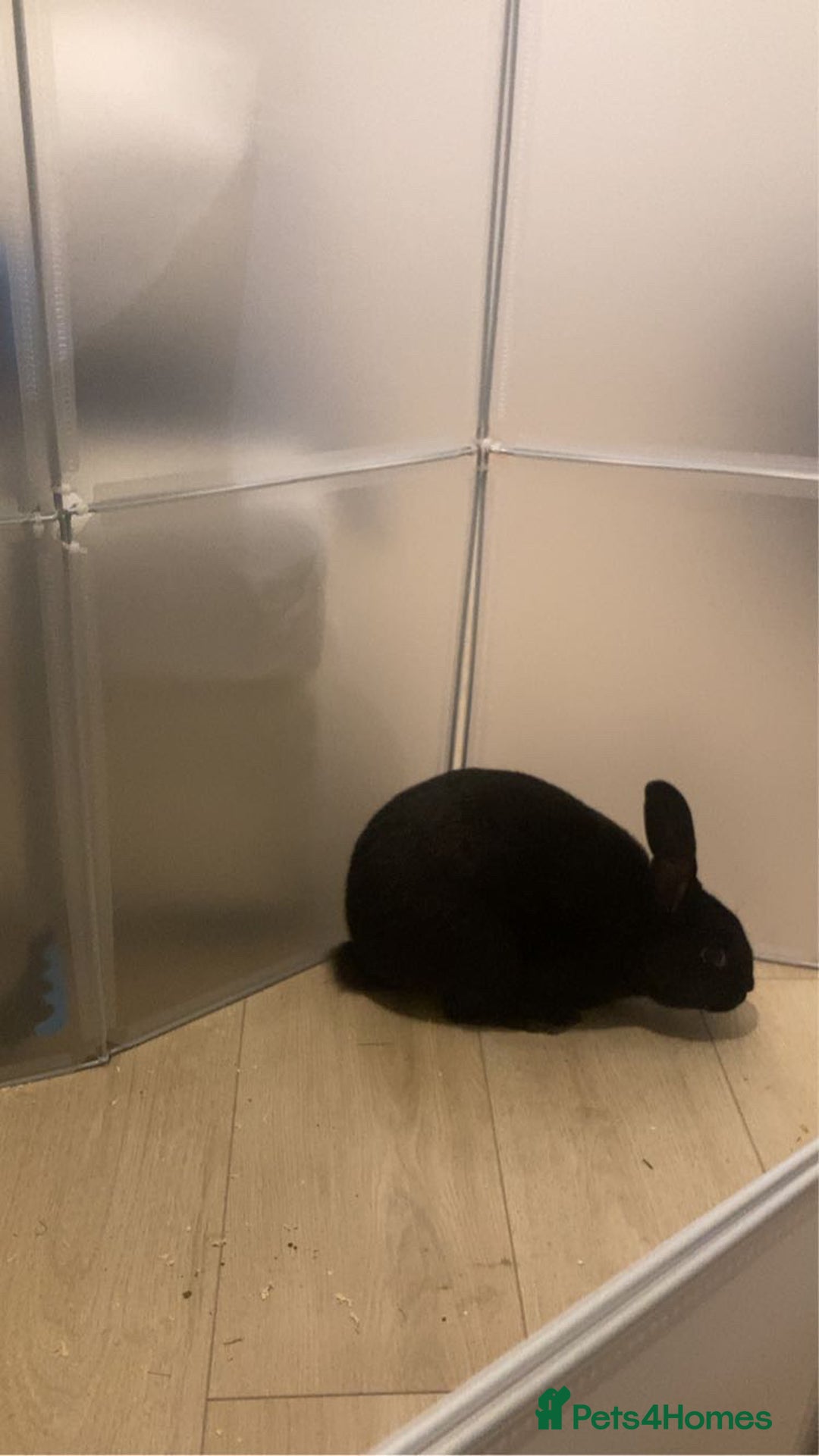 Rex rabbits for sale: 6 month male rabbit  - Image 1