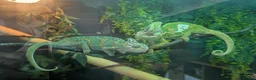 Chameleon reptiles for sale: Male & Female chameleons plus set up in Kettering - Advert 1