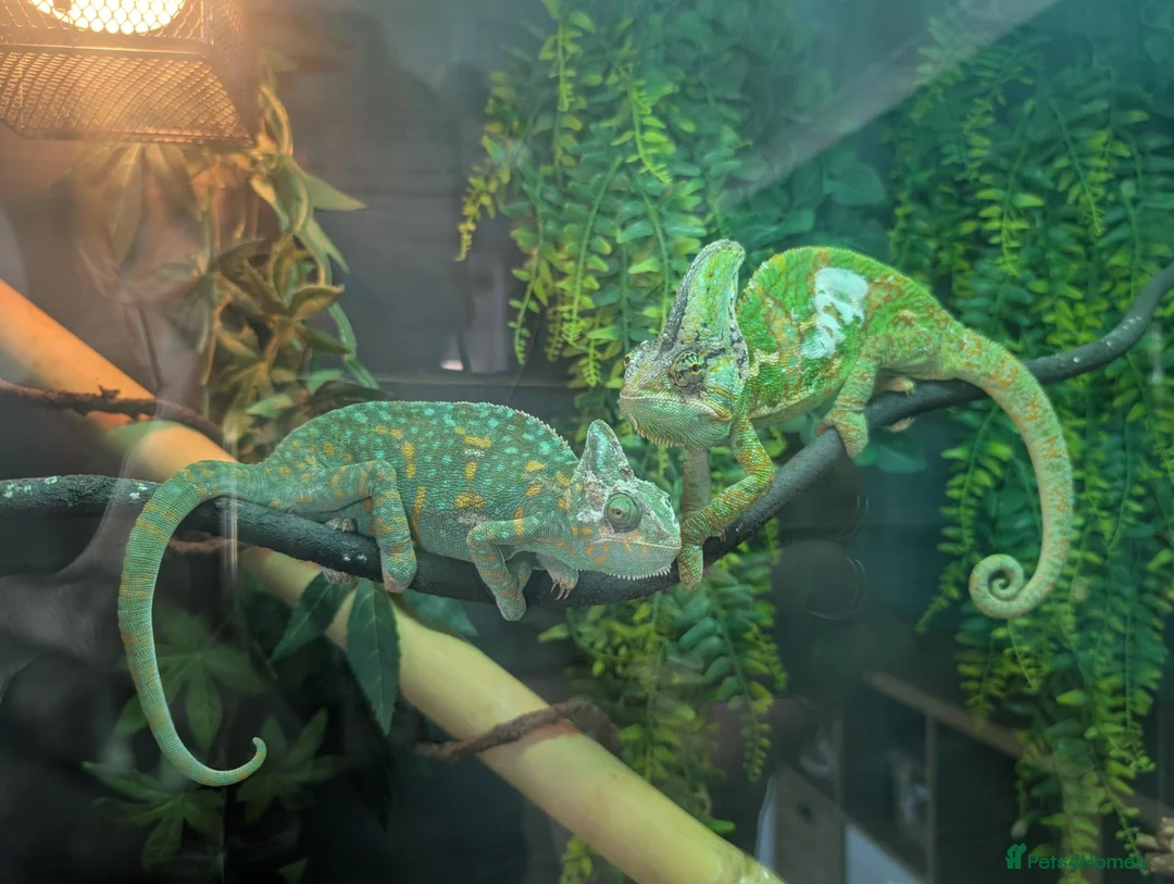 Chameleon reptiles for sale: Male & Female chameleons plus set up in Kettering - Advert 1