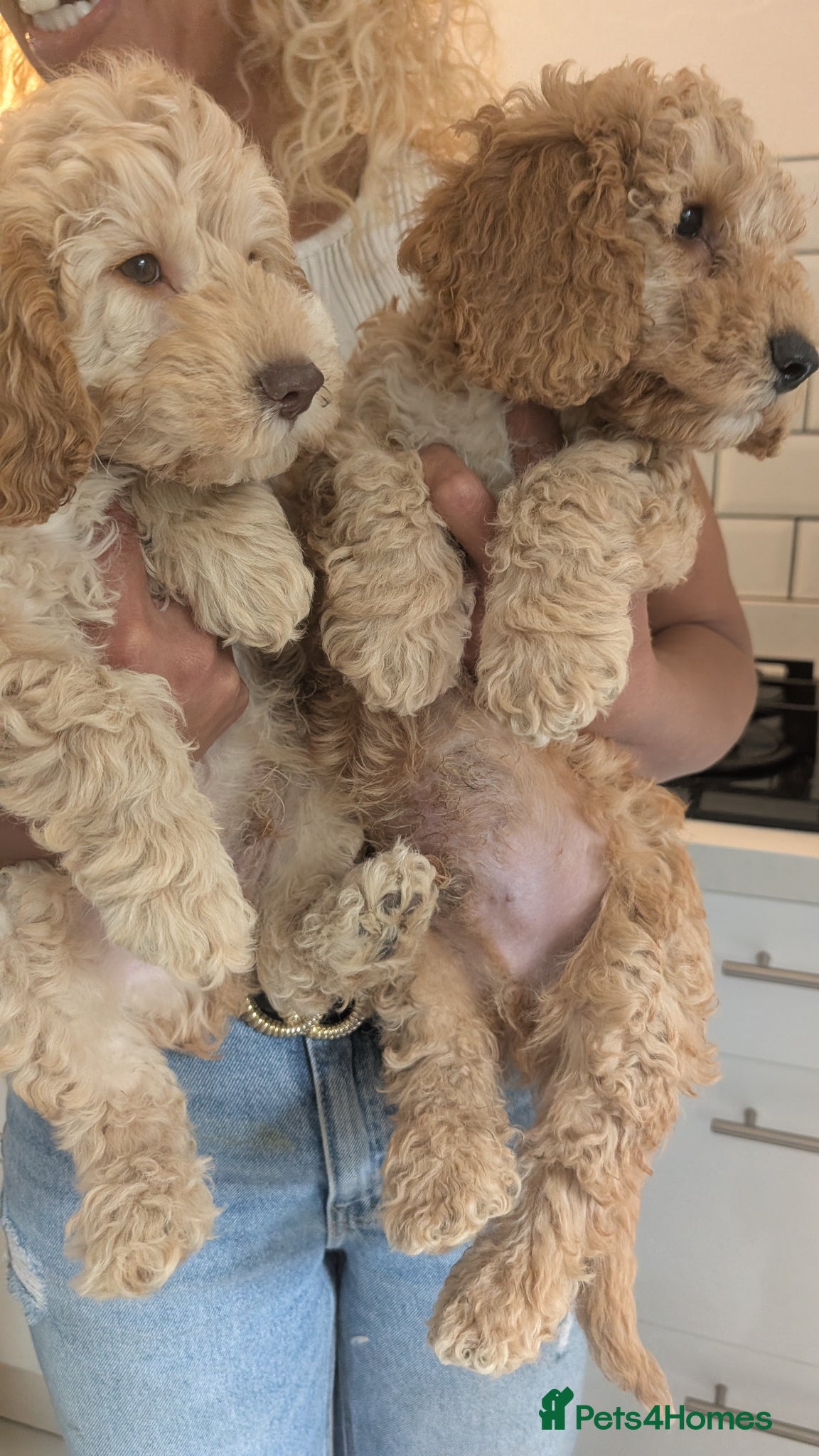Cavapoochon dogs Cavapoochon Stunning Puppies Ready Now.  - Advert 2