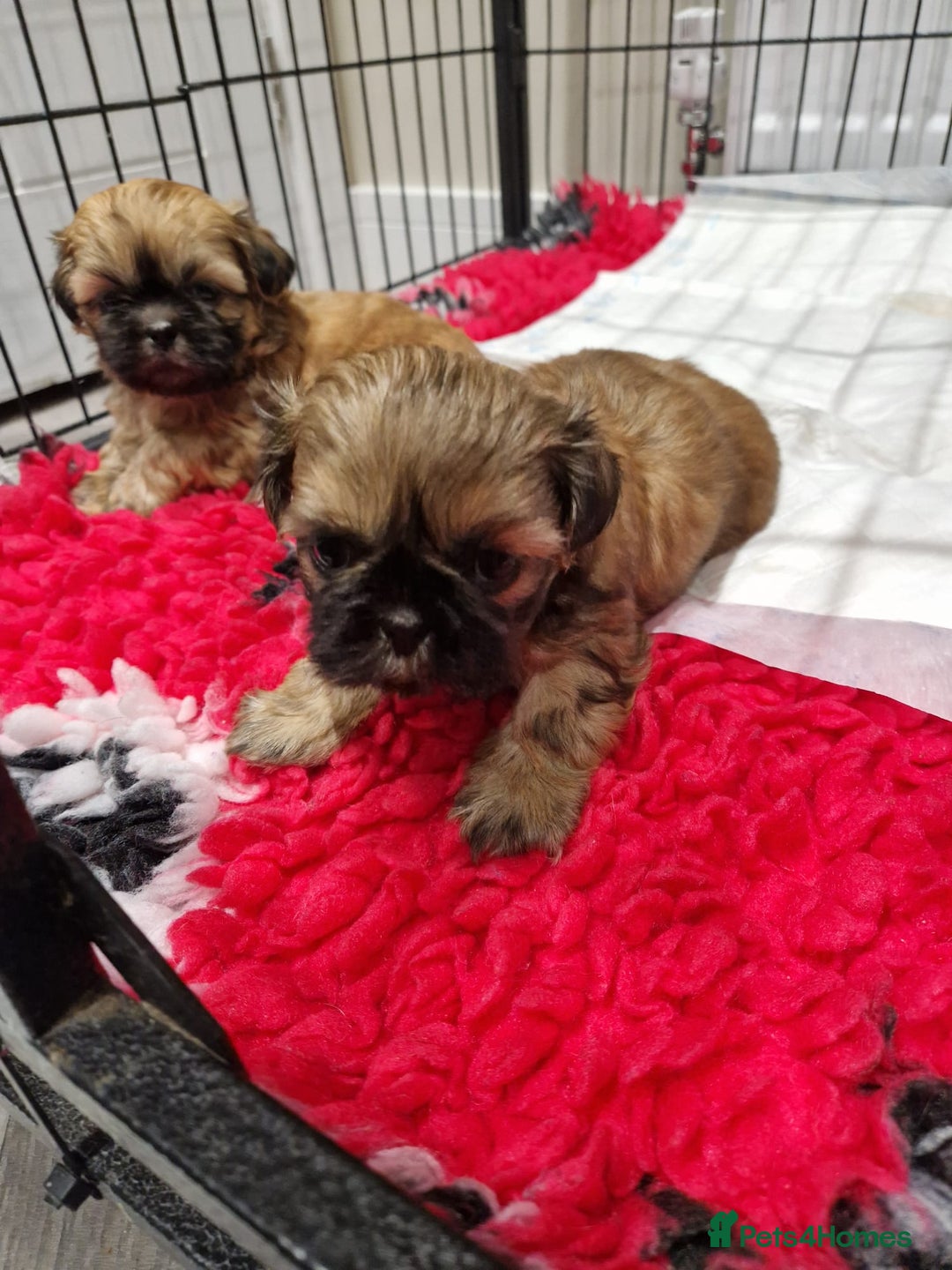 Shih Tzu dogs for sale: Shih Tzu Puppies - Advert 8