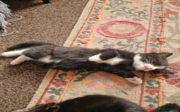 European cats for sale: Tuxedo and black kittens - Image 7