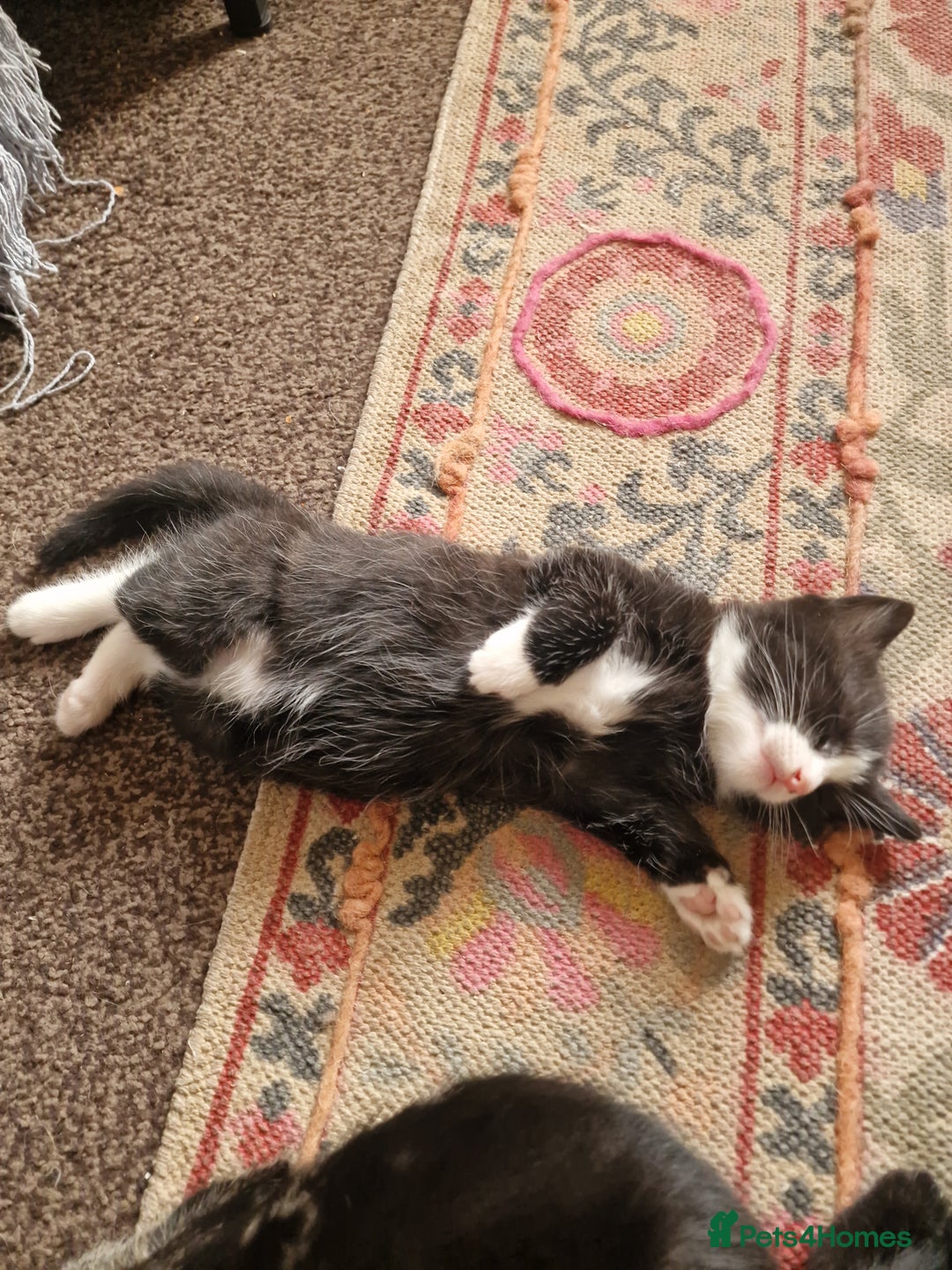 European cats for sale: Tuxedo and black kittens - Image 7