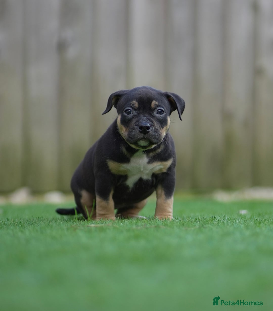 American Bully dogs for sale: Pocket Bully Puppies - Advert 6