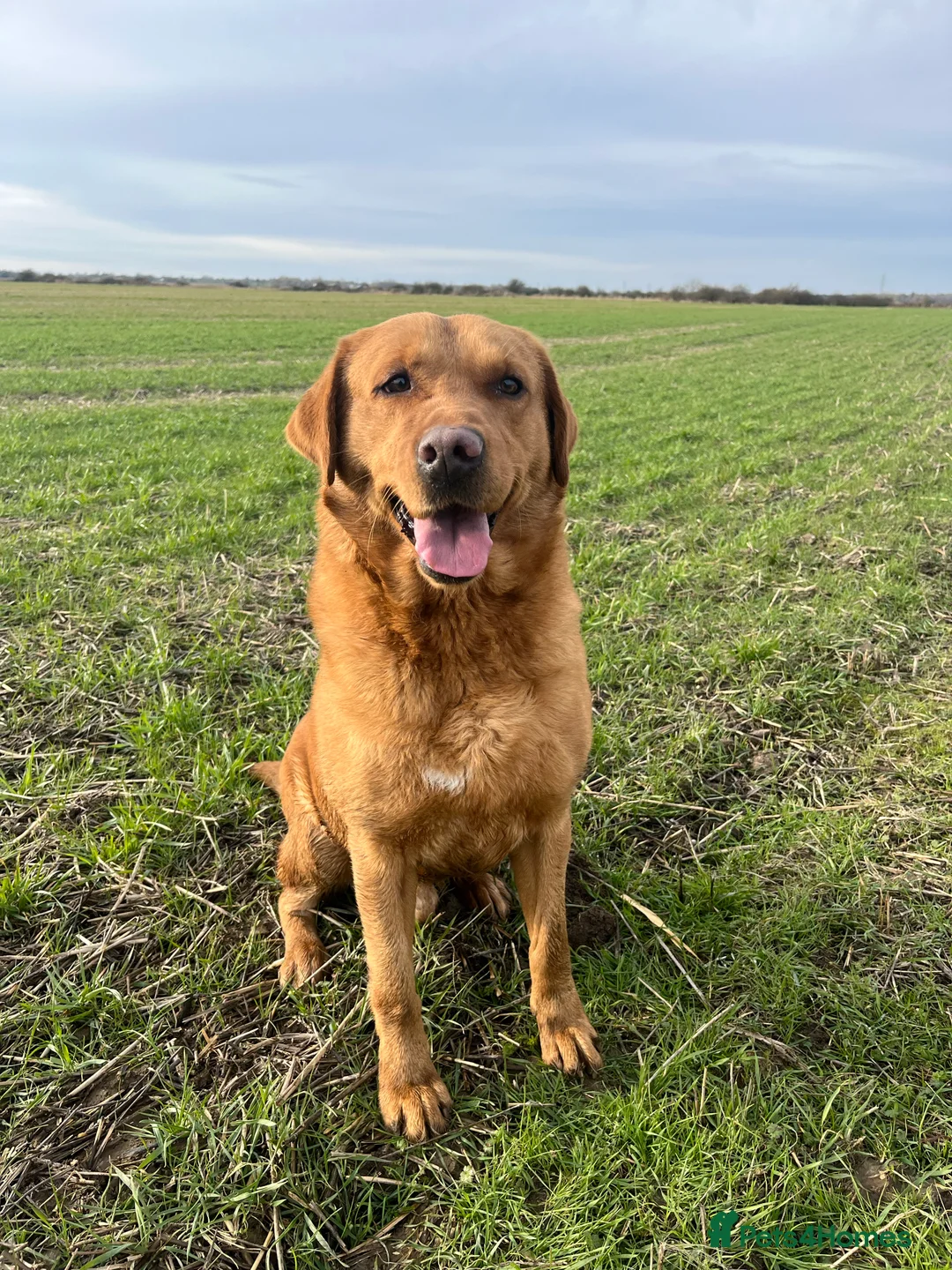 Labrador Retriever dogs for stud: Fox Red Labrador Stud (Proven) in Chelmsford - Advert 7