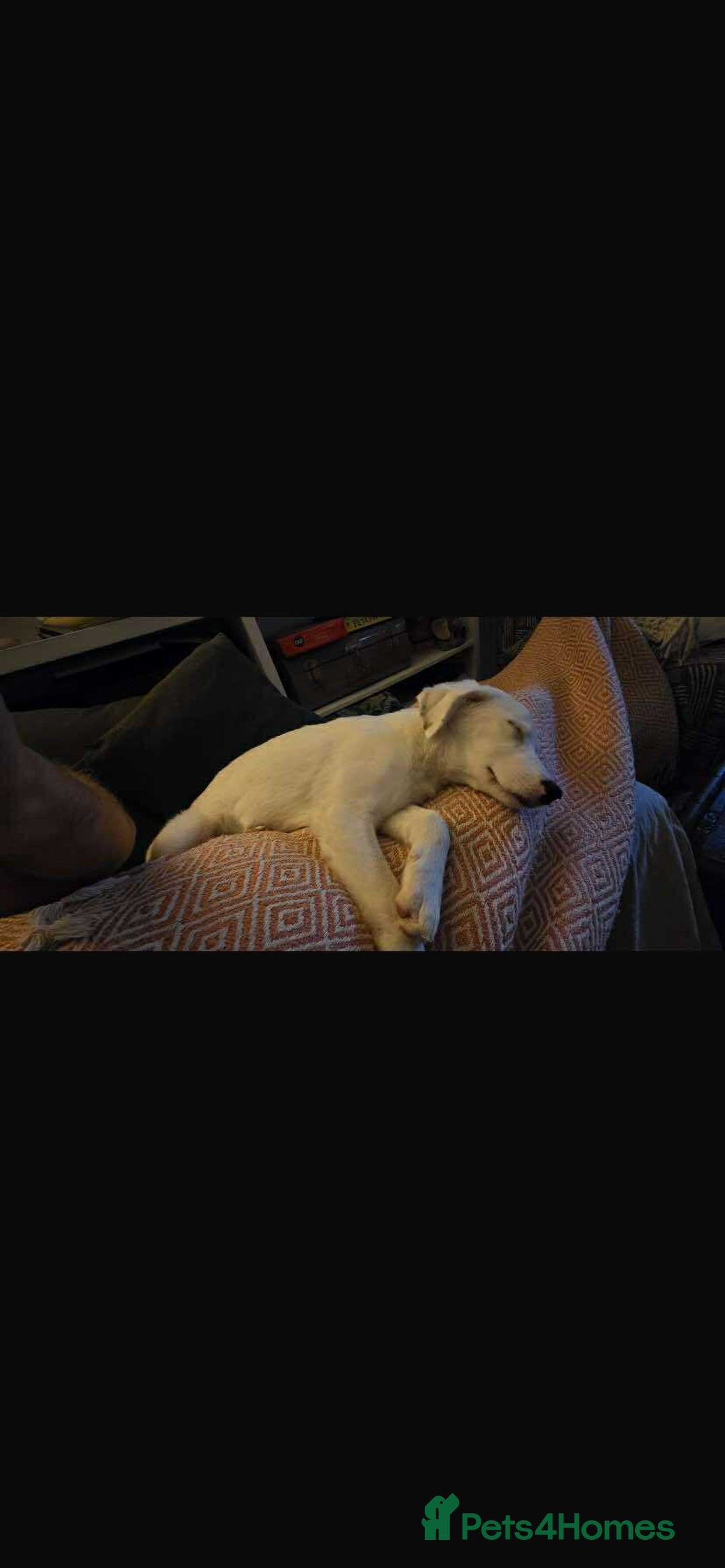 Mixed Breed dogs for adoption: Kira for adoption - Image 11