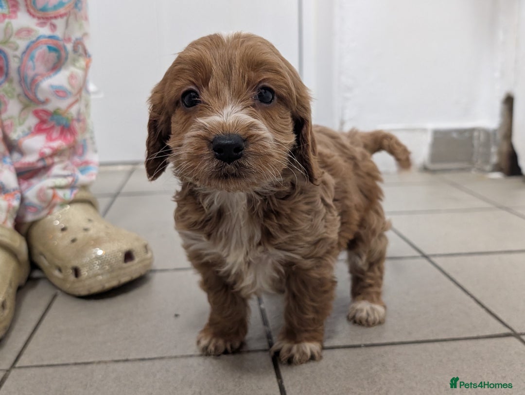 Cockapoo dogs for sale: Showtype F1 Cockapoos! Parents DNA Clear ✅ - Advert 4