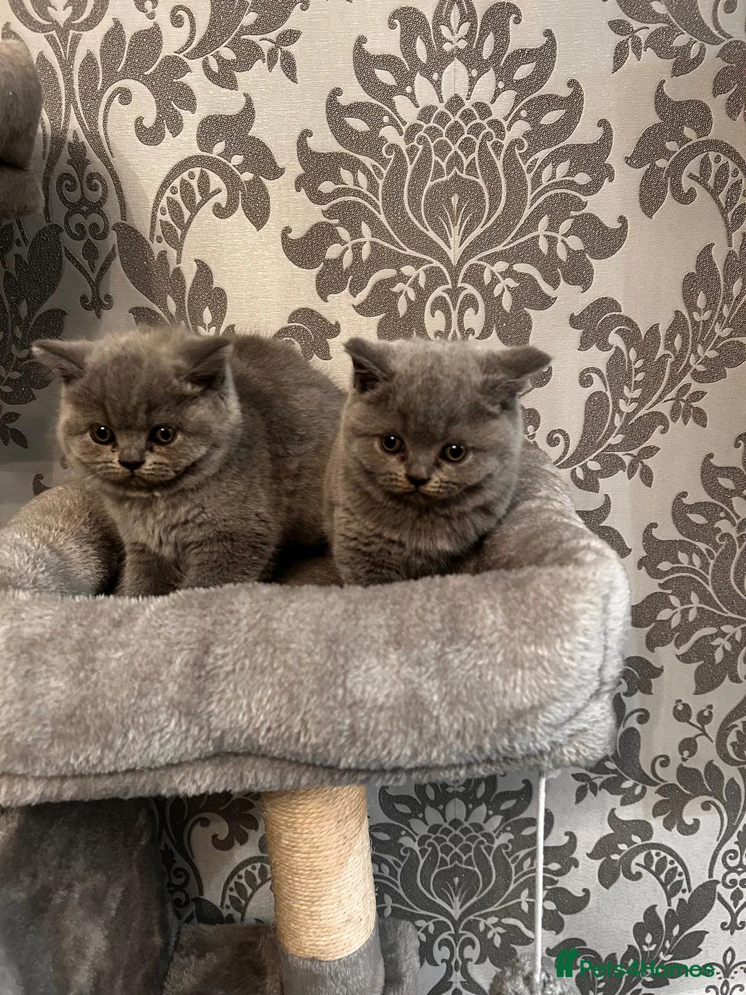 British Shorthair cats for sale: Stunning British shorthair kittens - Advert 6