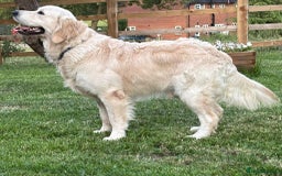 Golden Retriever dogs for sale: Amazing KC golden retriever puppies - Image 15