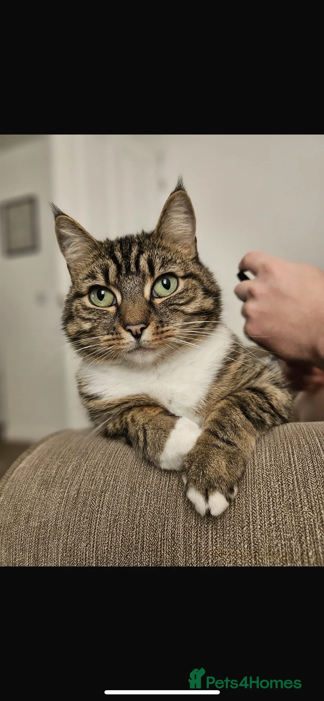 Mixed Breed cats for sale: Millie 4 year old tabby  - Advert 1
