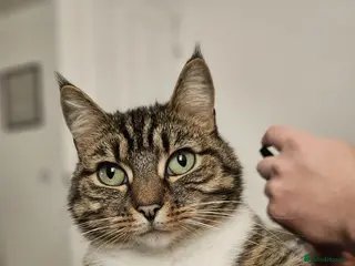 Mixed Breed cats Millie 4 year old tabby in Rochford - Advert 1