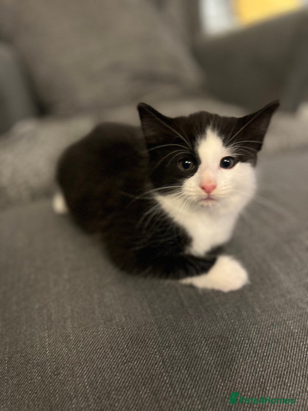 Norwegian Forest Cat cats for sale: Kittens with character  - Image 3