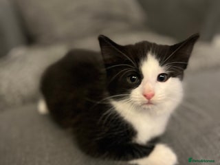 Norwegian Forest Cat cats - Advert 1