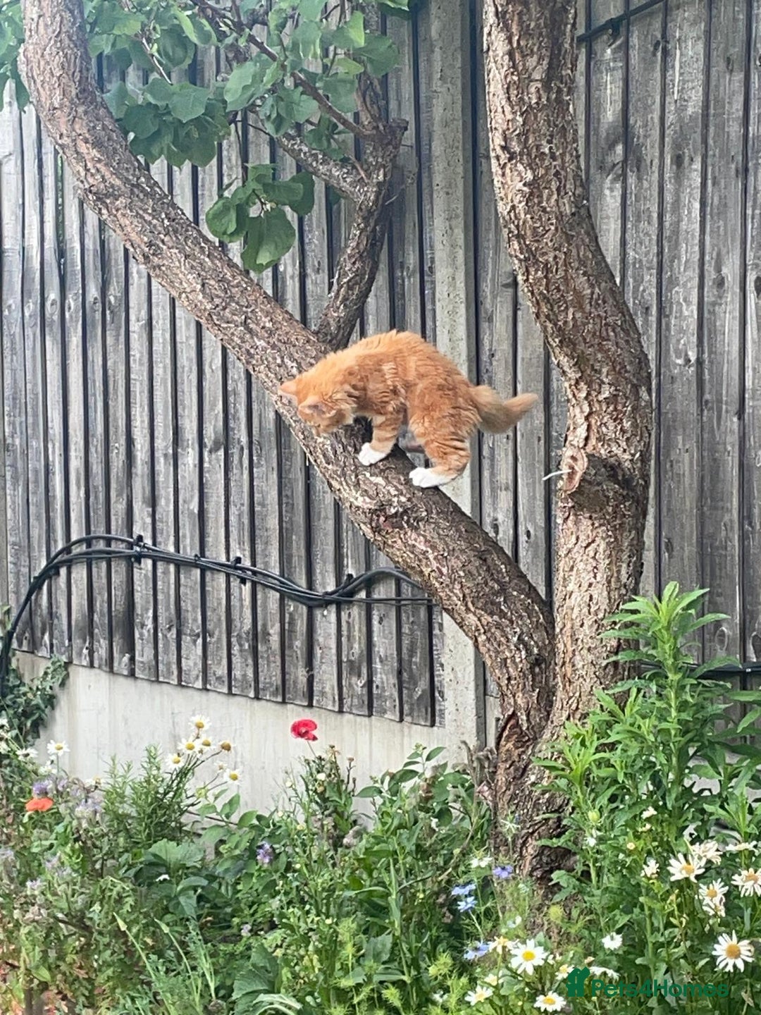 British Longhair cats for sale: Adorable kitten searching for new staff (owners) - Advert 4