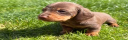 Miniature Dachshund dogs for sale: KC Registered Miniature Dachshund Puppies - Advert 6
