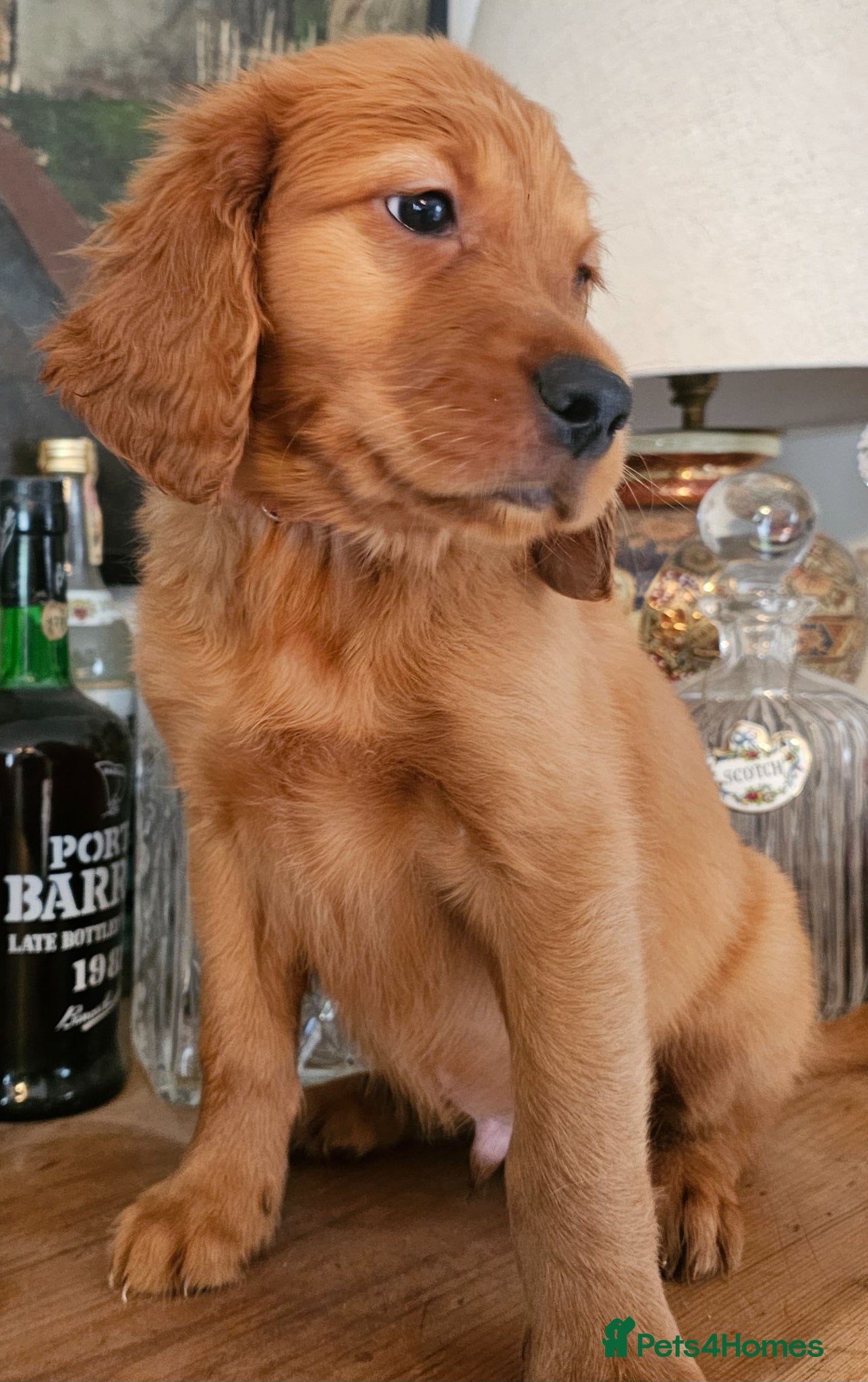 Mixed Breed dogs GOLDEN IRISH MALE - Advert 2