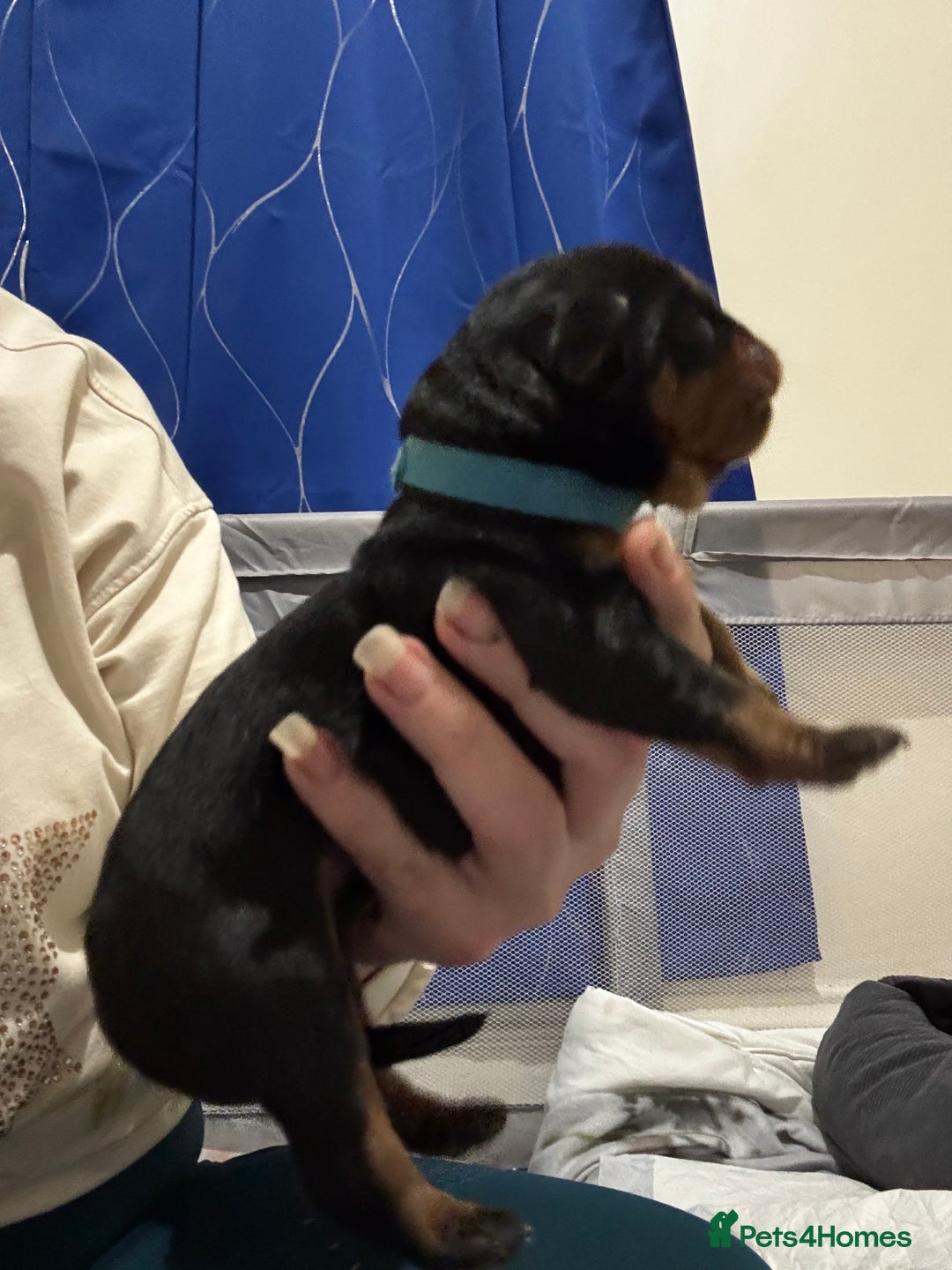 Rottweiler dogs for sale: Rottweiler  - Advert 6