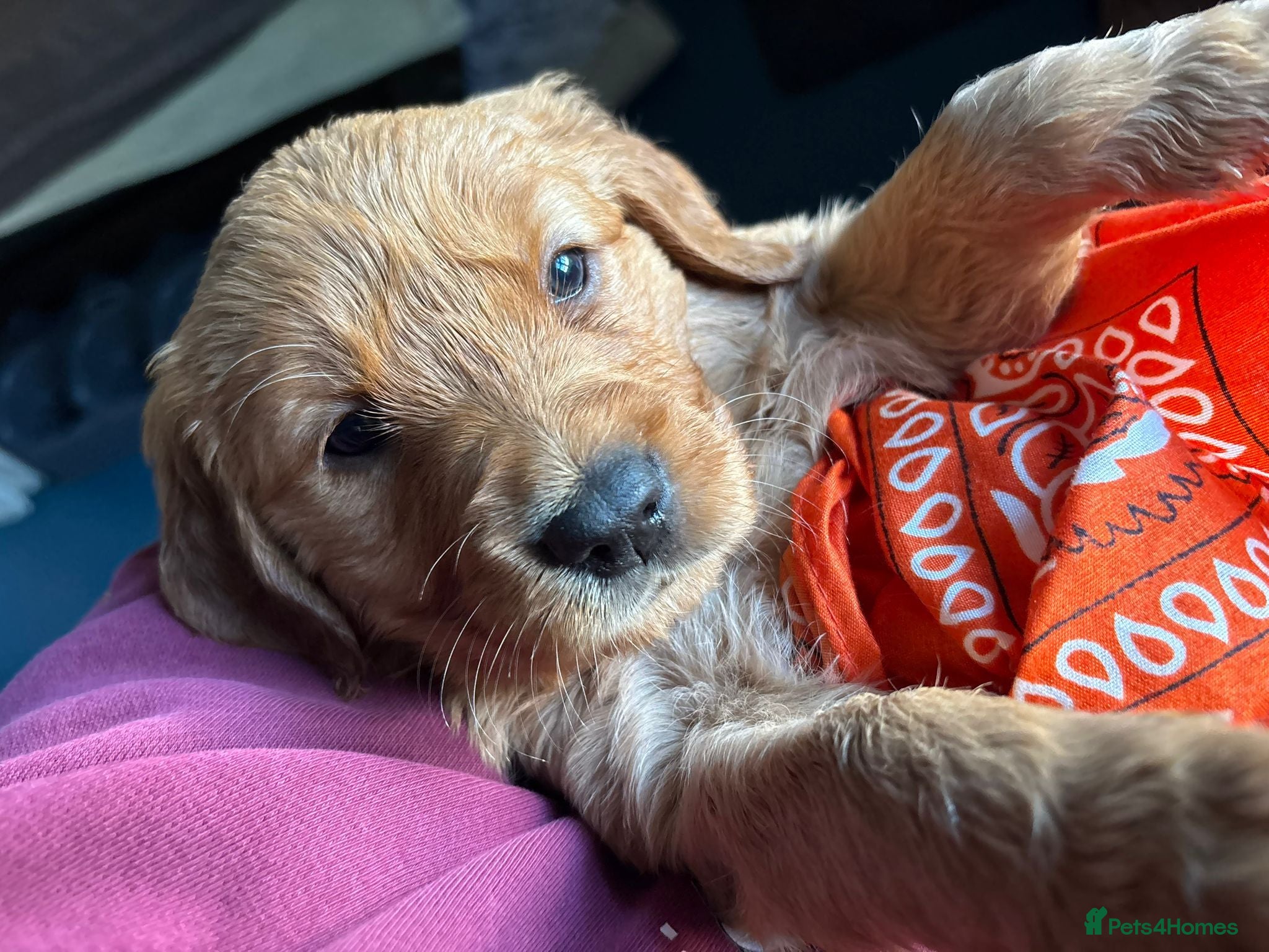 Golden Retriever dogs Champion Pedigree Therapy Puppies - Advert 1