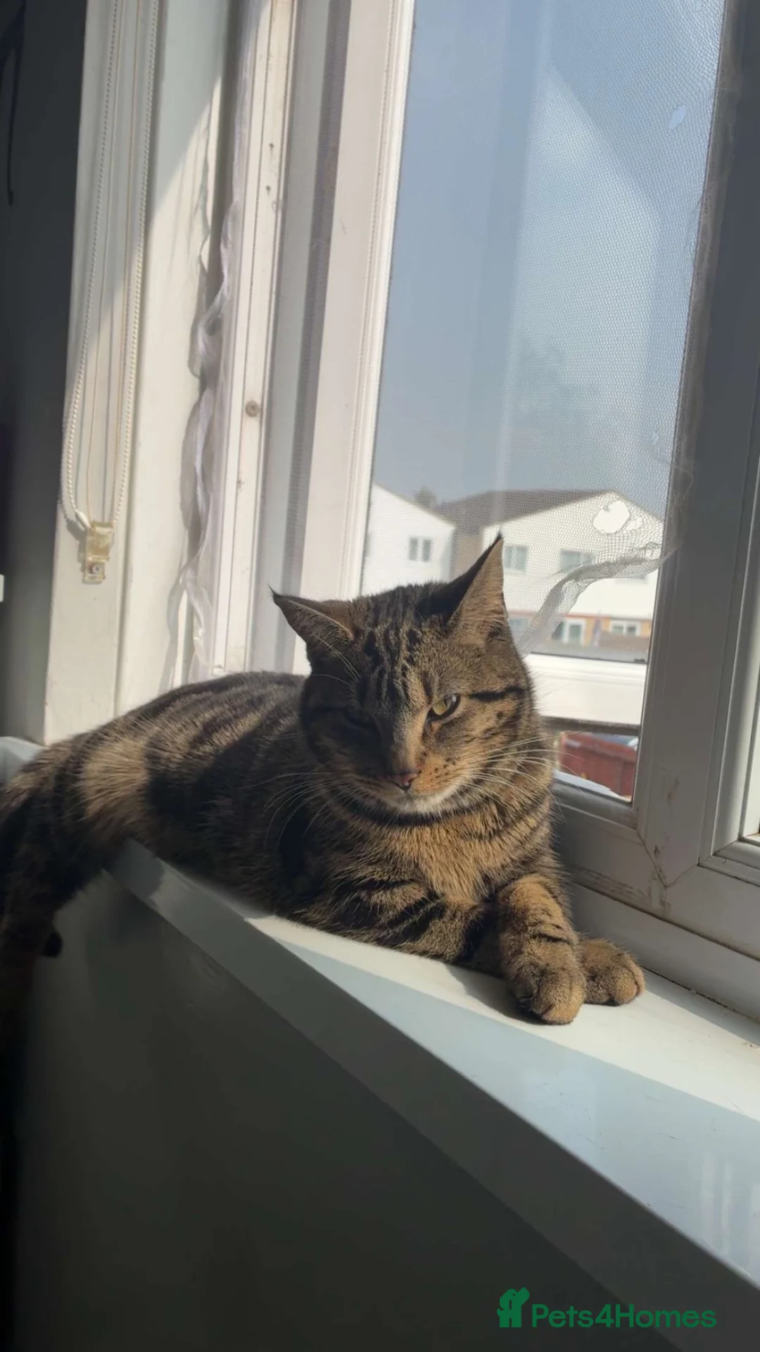 Mixed Breed cats for sale: kittens on the way!! - Advert 5