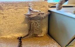 Bengal cats for sale: Beautiful Bengal Kittens Brown & Snows - Image 4