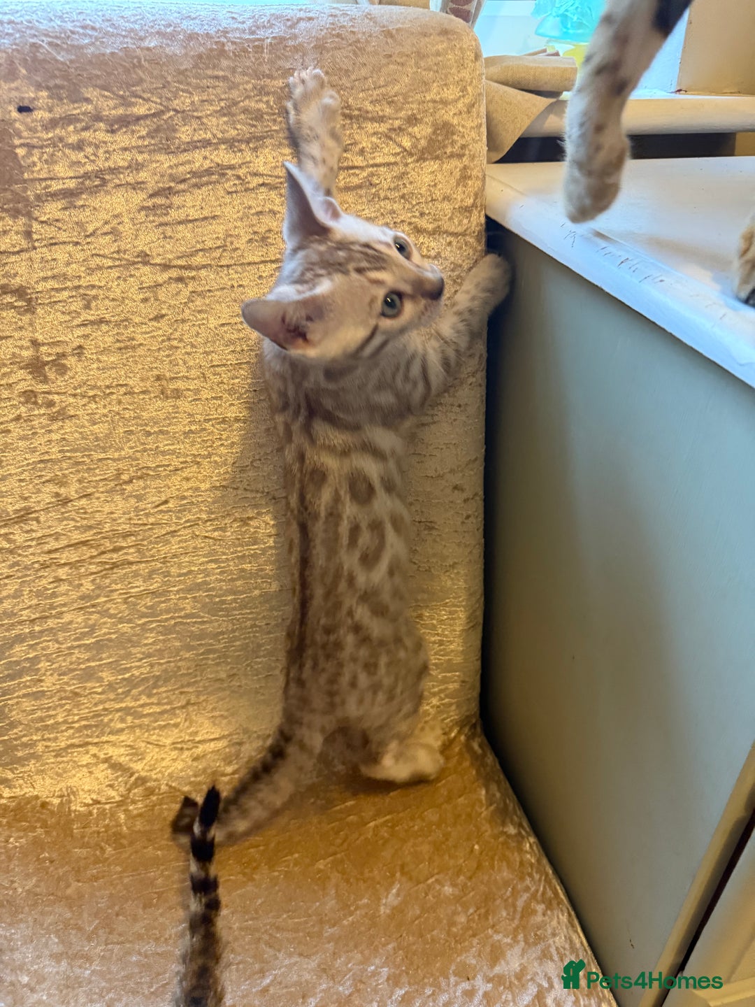 Bengal cats for sale: Beautiful Bengal Kittens Brown & Snows - Image 4