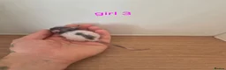 Rat rodents for sale: Baby rats  - Advert 7