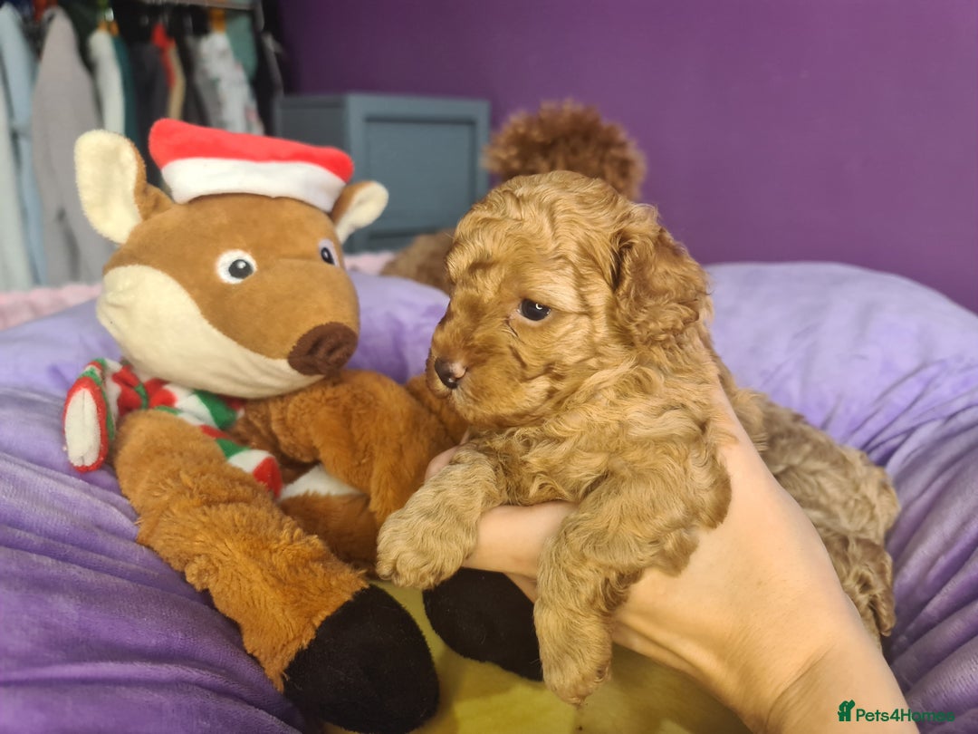 Toy Poodle dogs for sale: Mini TOY POODLES Last one boy available - Advert 3