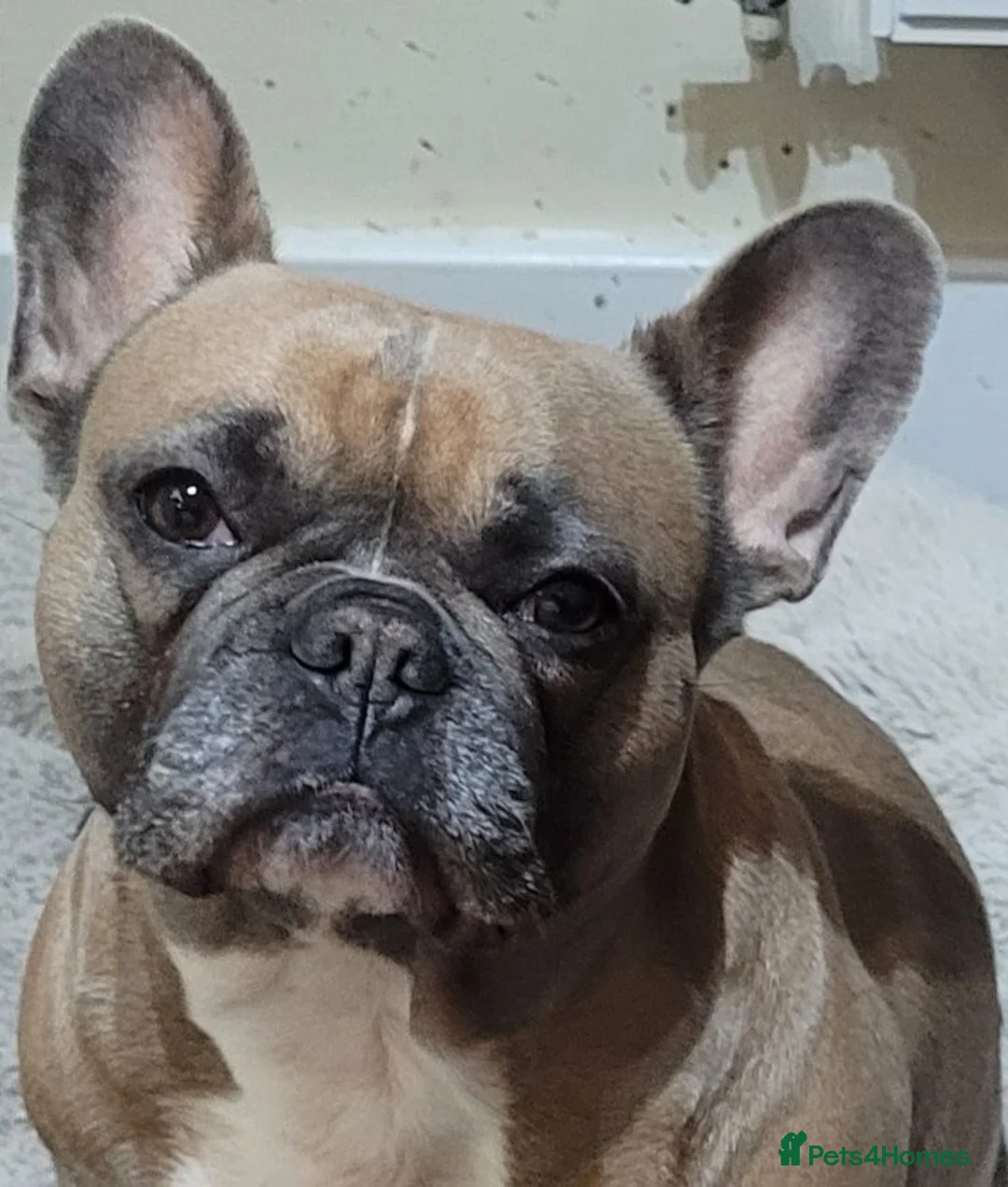 French Bulldog dogs for sale: Hugo. in Rhyl - Advert 1