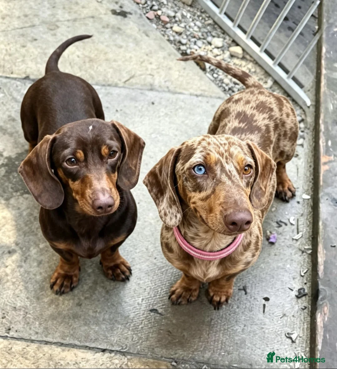 Miniature Dachshund dogs for sale: Mini dachshund girl in Tonbridge - Advert 2
